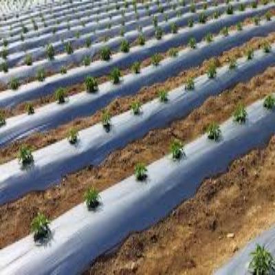 Mulch Film